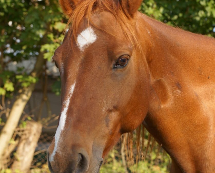 Horse-Talk 2 Seminar – Öffne Dich für die bestmögliche Pferd-Mensch-Beziehung