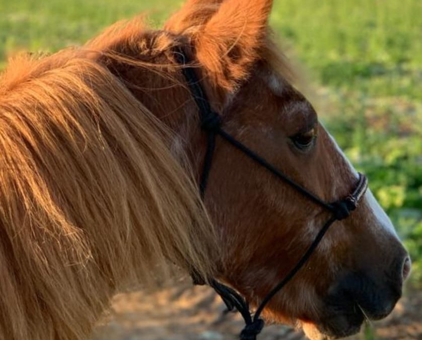 Halbtageskurs in Bodenarbeit