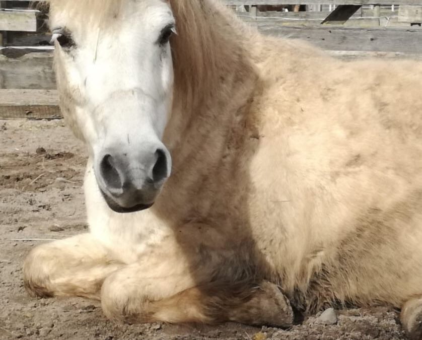 Workshop Wellness fürs Pferd