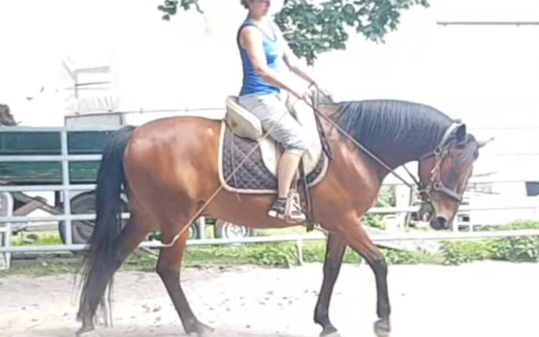 Gesundtraining fürs Pferd